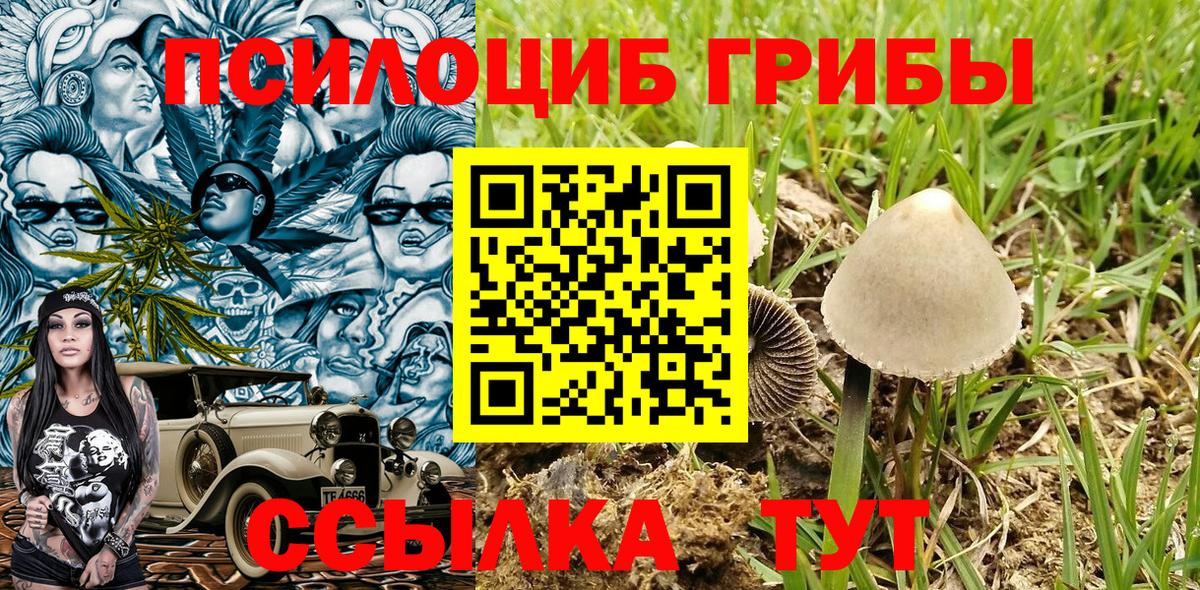 Псилоцибиновые грибы Psilocybe Буйнакск